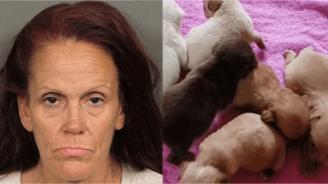 Lady Who Left Puppies to Die Gets