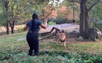 NY Woman Jumps Lion