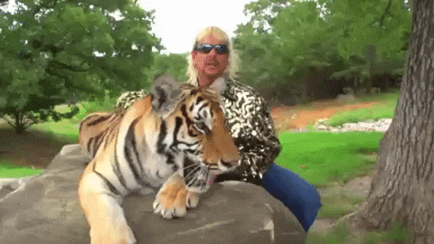 [Image: Tigers-Tiger-King-and-That.gif]