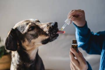 Pet dog taking CBD hemp oil 