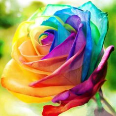 rainbow rose color